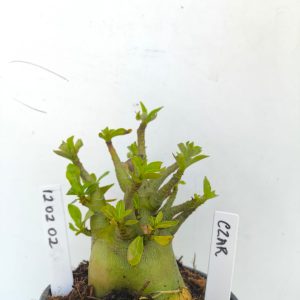 1202 02 Arabicum Czar