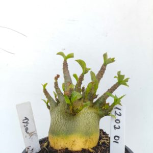 1202 01 Arabicum Tyson