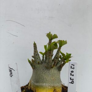 1202 29 Arabicum Tanos