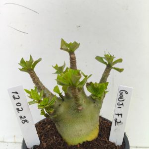 1202 28 Arabicum Godji