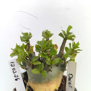 1202 26 Arabicum Dwarf