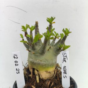 1202 25 Arabicum Star Wars