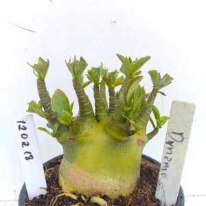 1202 18 Arabicum Dynamo