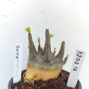 1202 16 Arabicum Onyx