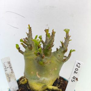 1202 45 Arabicum Dynamo x Super Black