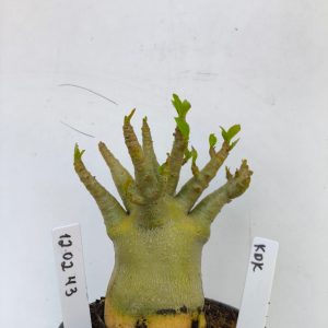 1202 43 Arabicum KDK