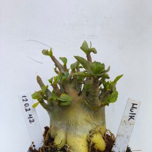 1202 42 Arabicum Hulk