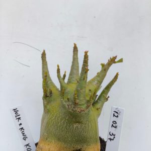 1202 37 Arabicum Hulk x king kong