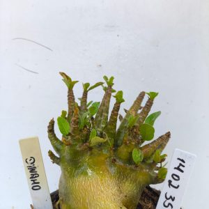 1402 35 Arabicum Dynamo