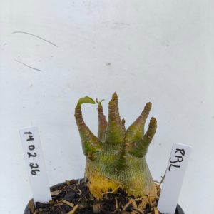 1402 26 Arabicum Rbl