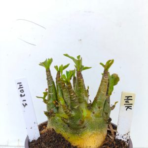 1402 15 Arabicum Hulk