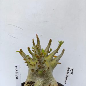 1402 12 Arabicum Hulk X Godji Champ