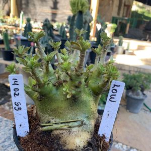 1402 53 Arabicum RDF LOW