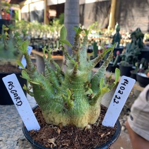 1402 22 Arabicum RDF ASCARD