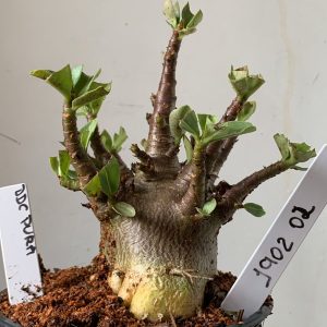 1902 02  Arabicum DDC Pura