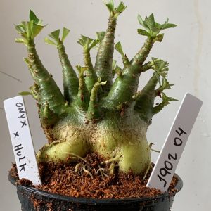 1902 04  Arabicum  Onyx x Hulk