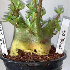 1902 07 Arabicum PBN Soco