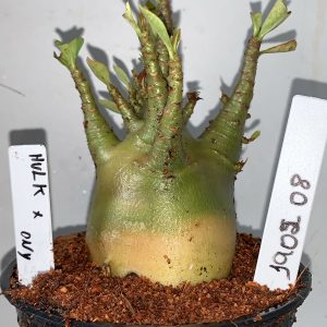 1902 08 Arabicum Hulk x Onyx