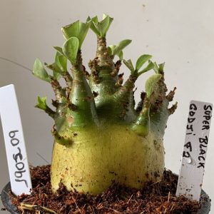 1902 09 Arabicum Super Black x Godji F2