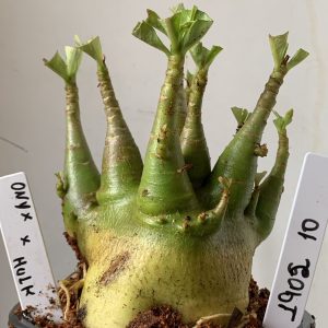 1902 10 Arabicum Onyx x Hulk