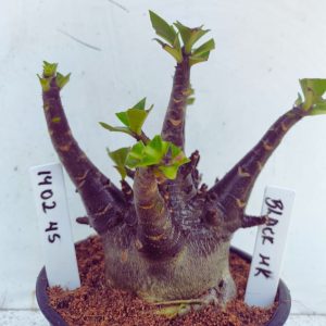 1402 45 Arabicum RDF Black MK  (Pote 15)