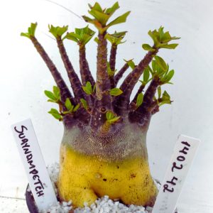 1402 42 Arabicum RDF Suyanapetch (Pote 15)