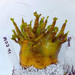 1402 41 Arabicum RDF Tanos (Pote 15)