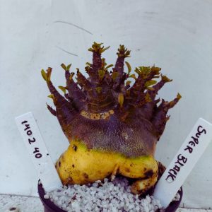 1402 40 Arabicum RDF Super Black (Pote 15)