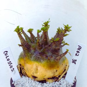 1402 38 Arabicum RDF Colossus (Pote 15)