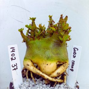 1402 37 Arabicum RDF Godji Champ (Pote 15)