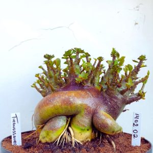 1402 02 Arabicum RDF Tiranossauro (Adulta)