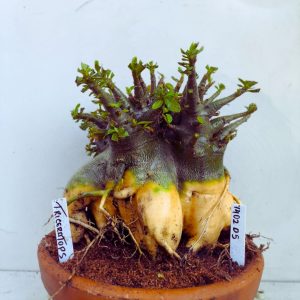 1402 05 Arabicum RDF Triceratops (Adulta)