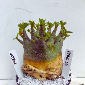 1402 50 Arabicum RDF Ultron  (Pote 15)