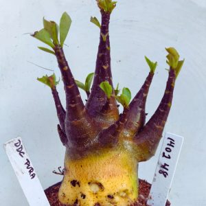 1402 48 Arabicum RDF DDC Pura  (Pote 15)