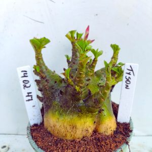 1402 47 Arabicum RDF Tyson (Pote 15)