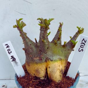 1402 49 Arabicum RDF Zeus  (Pote 15)