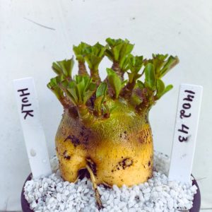 1402 43 Arabicum RDF Hulk (Pote 15)