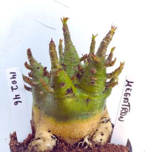 1402 46 Arabicum RDF Megatron (Pote 15)