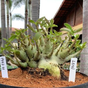 1902 01 Arabicum RDF Low