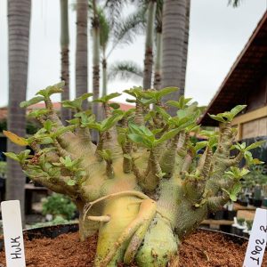 1902 02 Arabicum  Hulk