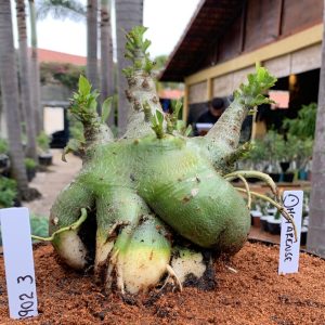 1902 03 Arabicum  Dhofarense