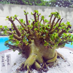 1902 08 Arabicum Popeye (Adulta)