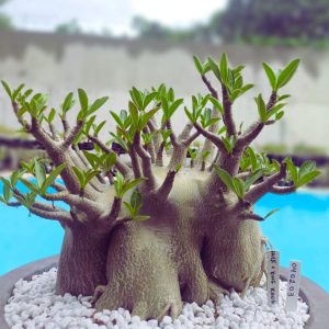 1402 03 Arabicum Hulk x King Kong (Adulta)