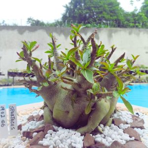 1902 06 Arabicum Spartacus (Adulta)
