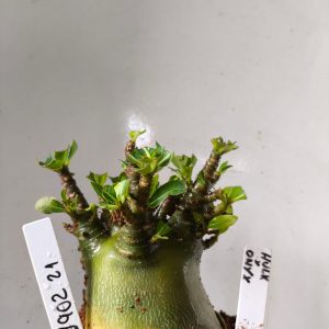 1902 21 Arabicum Hulk x Onyx