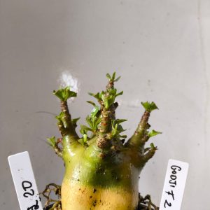 1902 20 Arabicum Godji F2