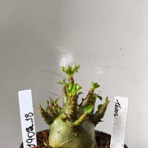 1902 18 Arabicum Tanos