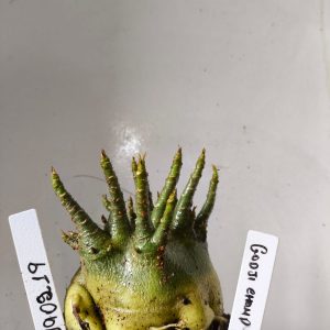 1902 19 Arabicum Godji Champ