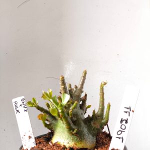 1902 11 Arabicum Onyx x Hulk