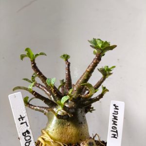 1902 17 Arabicum Mammoth